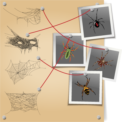Zettel mit Spinnennetzzeichnungen &amp 4 Bilder von Spinnen